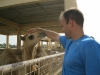 camel petting